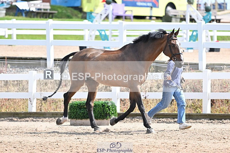 240717A-150931-02585 - Trot Up 3pm to 4pm