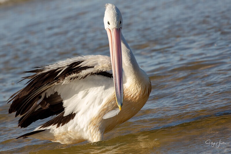 Pelican Preening