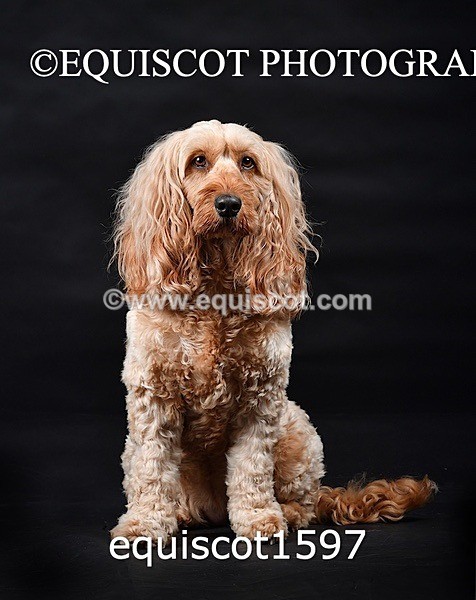 equiscot1597 - POPPY & EDDI