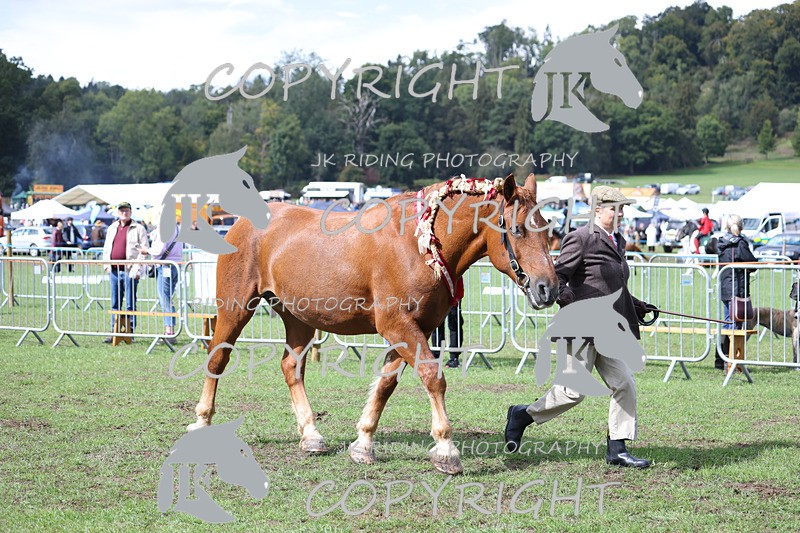 APP_3388 - Class 5 In Hand Championship
