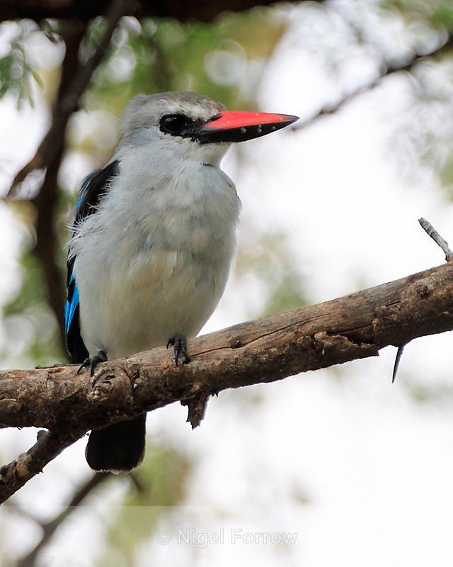 Woodland Kingfisher perched on a branch - Woodland Kingfisher