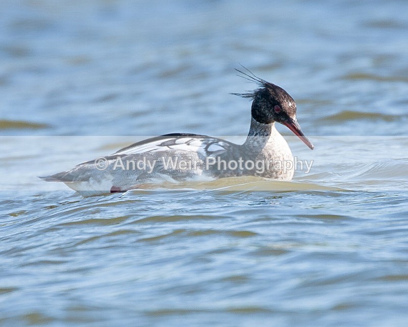 20090524-129 - Mergansers & Goosanders