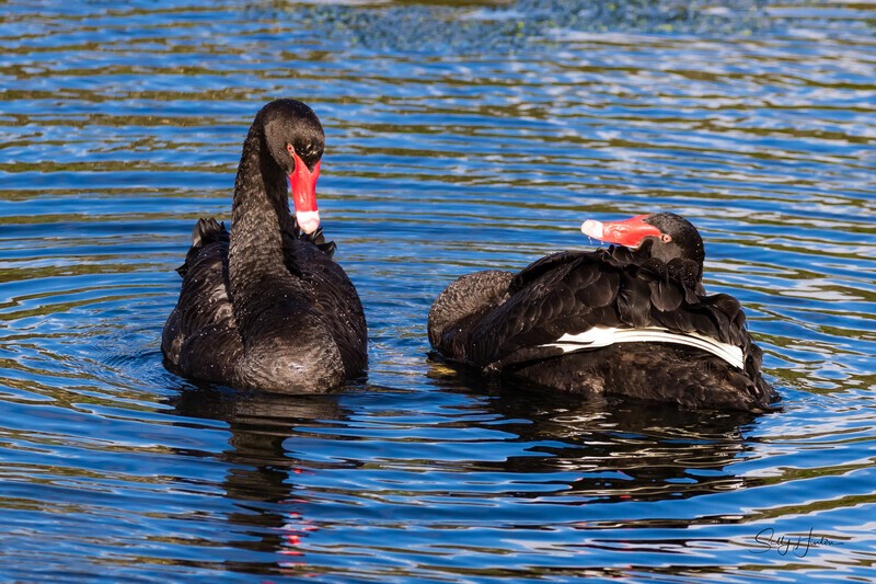 Black Swan Pair. 0A3A0587 - Black Swans and cygnets