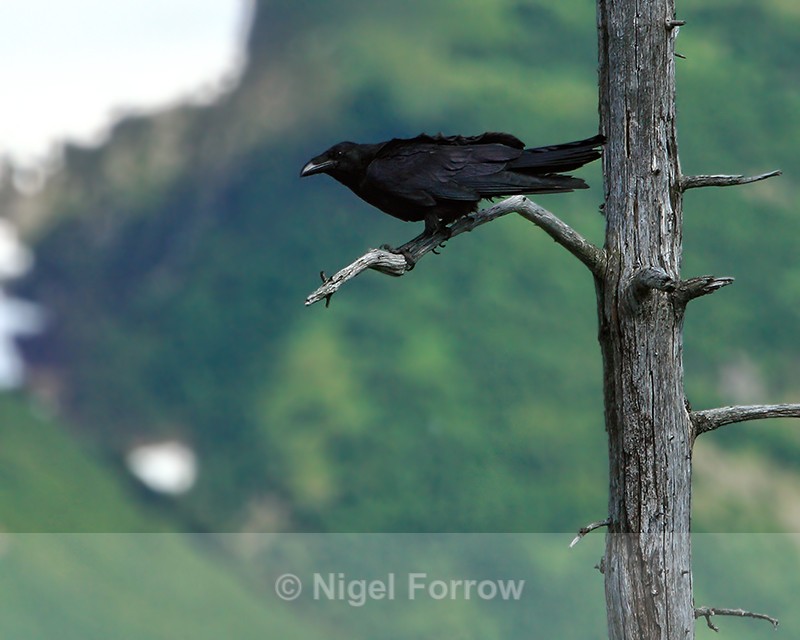 Raven perched in dead tree, Alaska - Common Raven