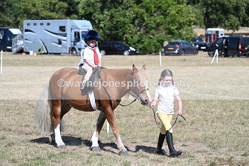WJ7_1430 - Class 42 Most Handsome Gelding