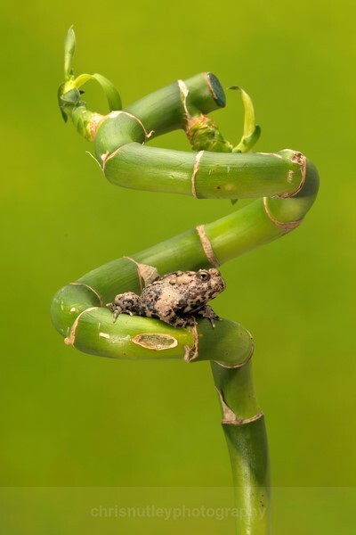  - Reptiles and Amphibians