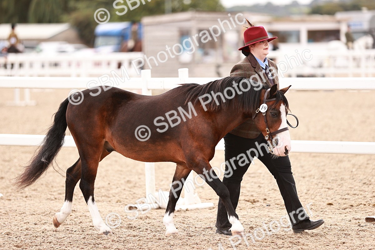 SBM_16173 - Class412 - Handsome Gelding (IH  or Ridden) Adult