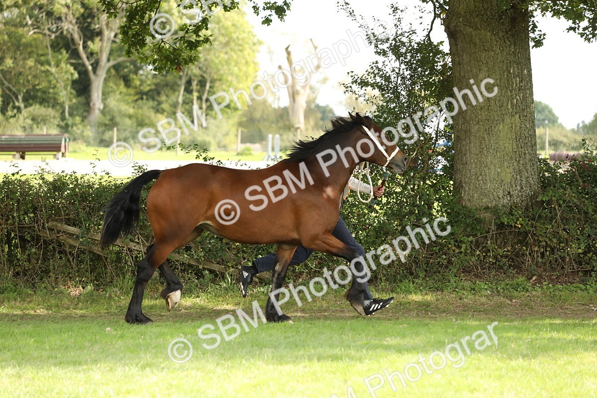 SBM_66296 - In Hand Pony & Youngstock Supreme Championship
