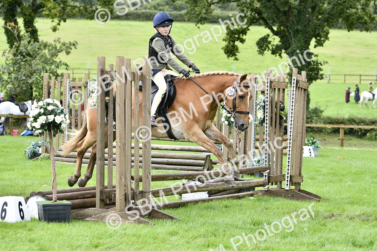 SBM_41483 - S32 - Mountain & Moorland Working Hunter Pony