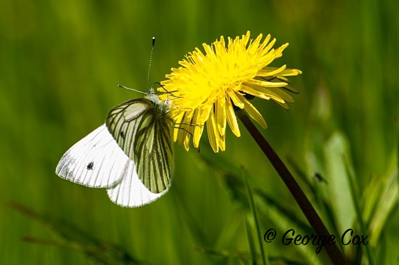 Green Veined White - British Butterflies