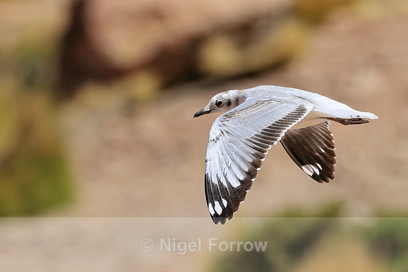 Immature Andean Gull in flight, wings down, El Tatio, Chile - Andean Gull