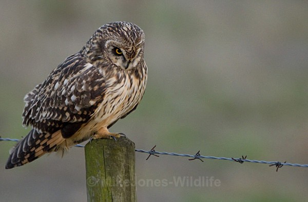 SHORT EARED OWL / REF SEO 1 - SHORT EARED OWLS
