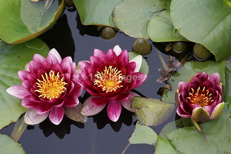 F1013 - Flowers