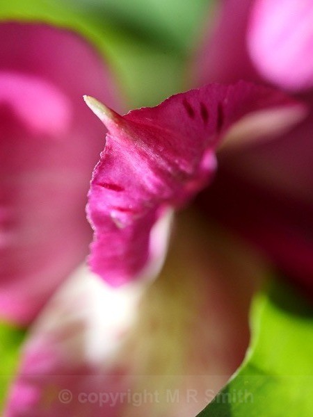 Alstromeira Petal Point - MACRO & CLOSE UPS
