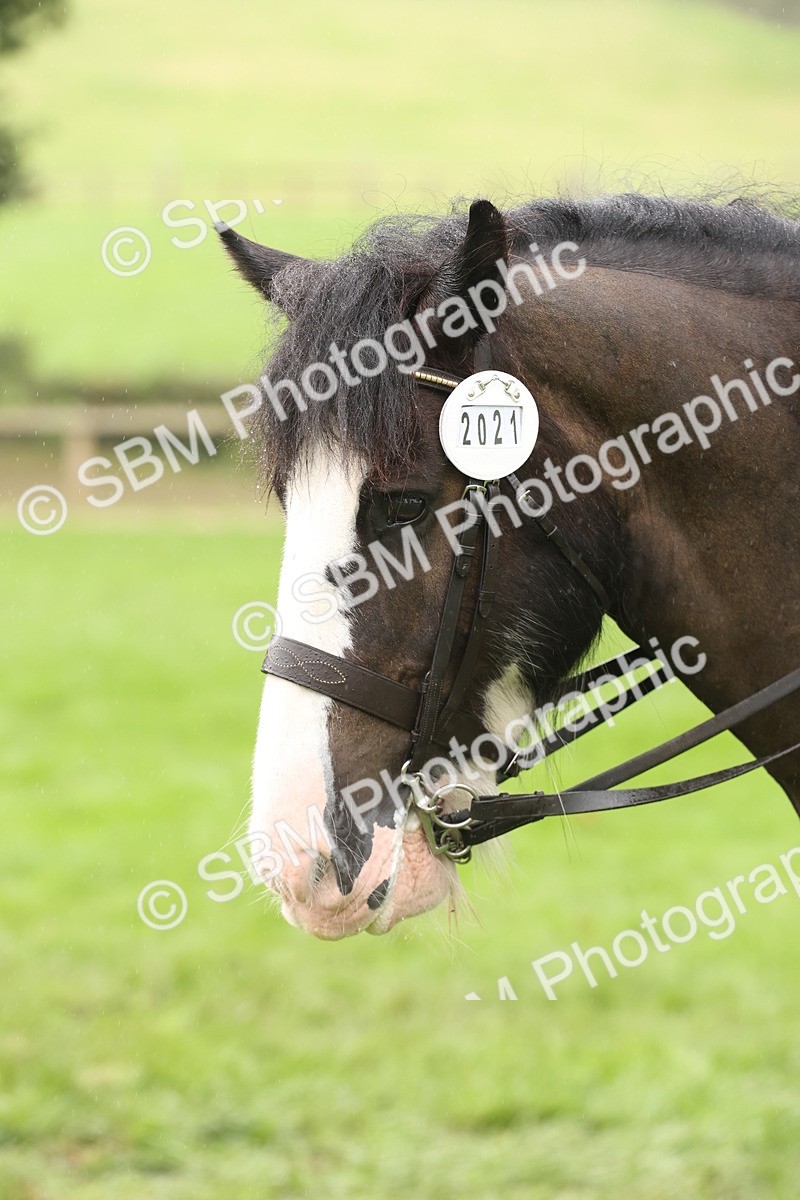SBM_69846 - S69 - Show Cob Ridden