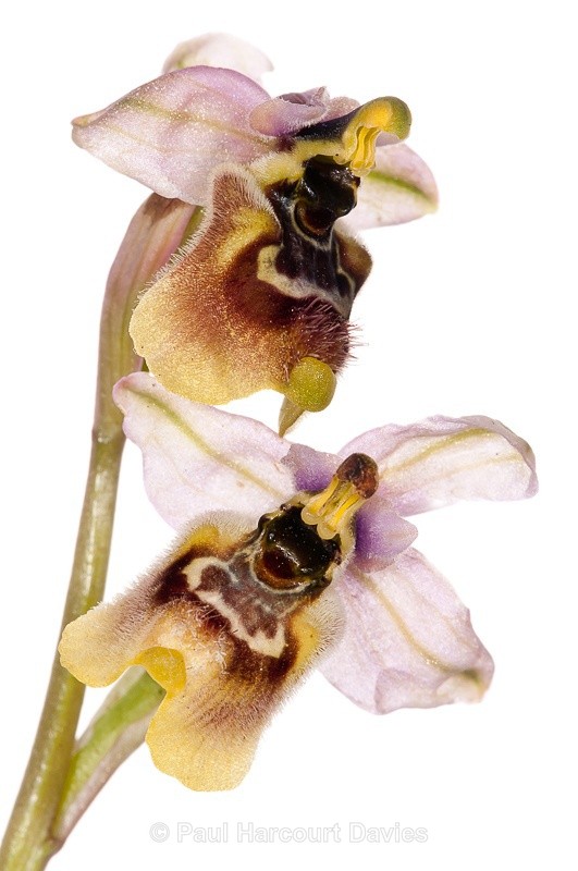  - WB: Orchids - Ophrys