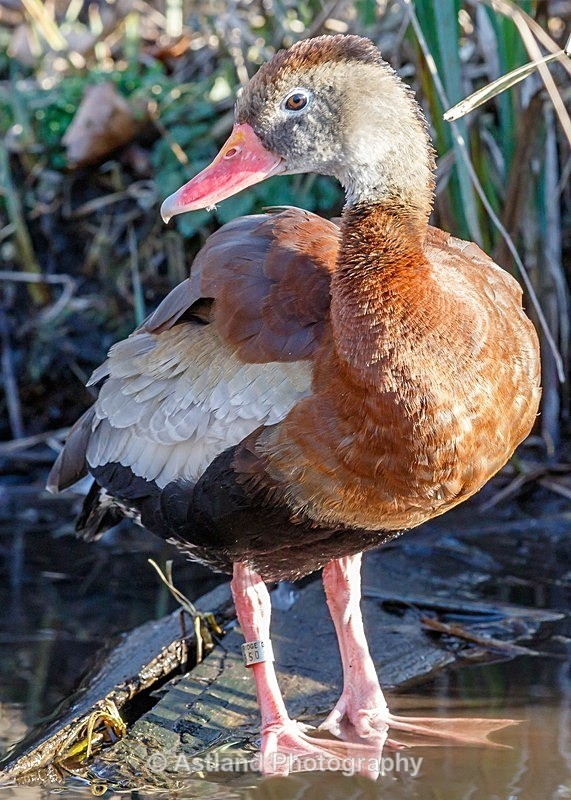 Astland Photography, Bird and Wildlife Images, Susan and Peter Wilson, U.K.