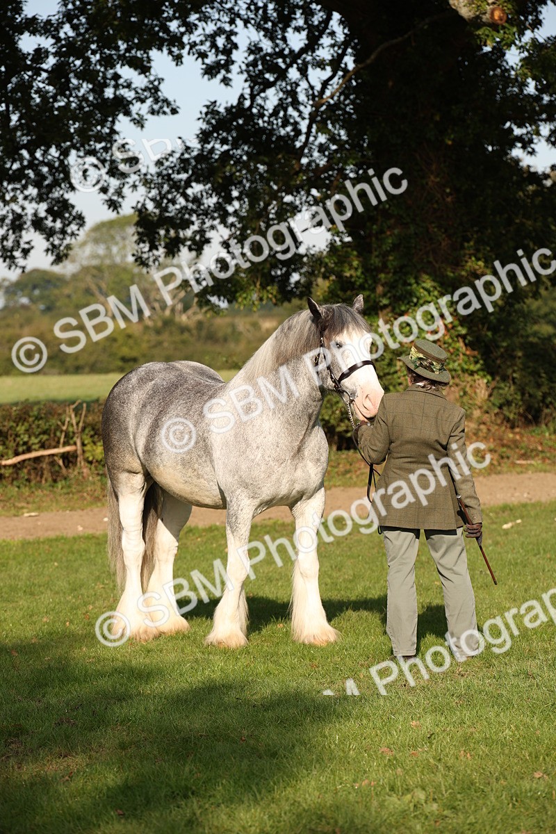 SBM_59384 - S52 - Other Coloured Horse In Hand
