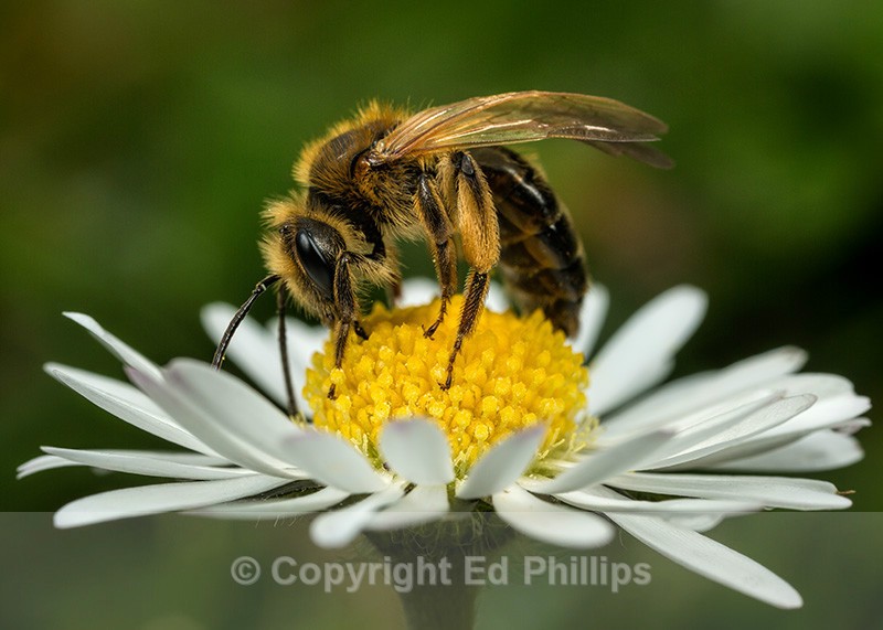 Andrena bucephala (f) - Andrena bucephala