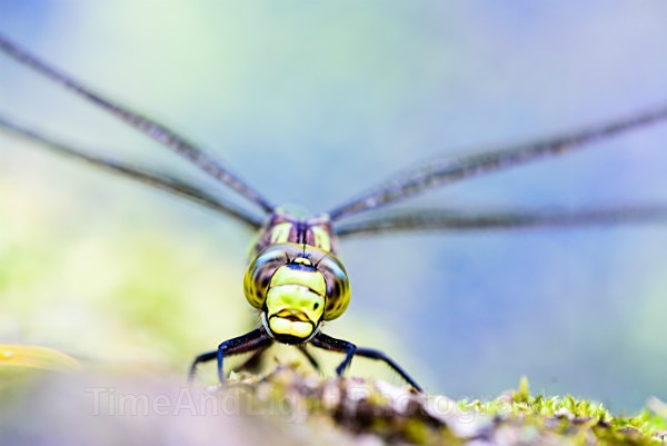 Female Southern hawker - Dragonflies & Damselflies