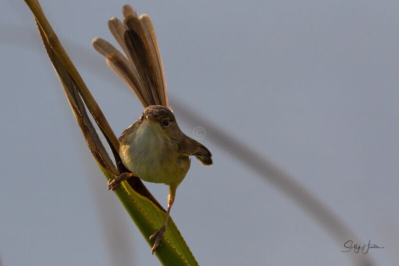 Tail Spread 0A3A3217 - Red-backed Fairy Wren