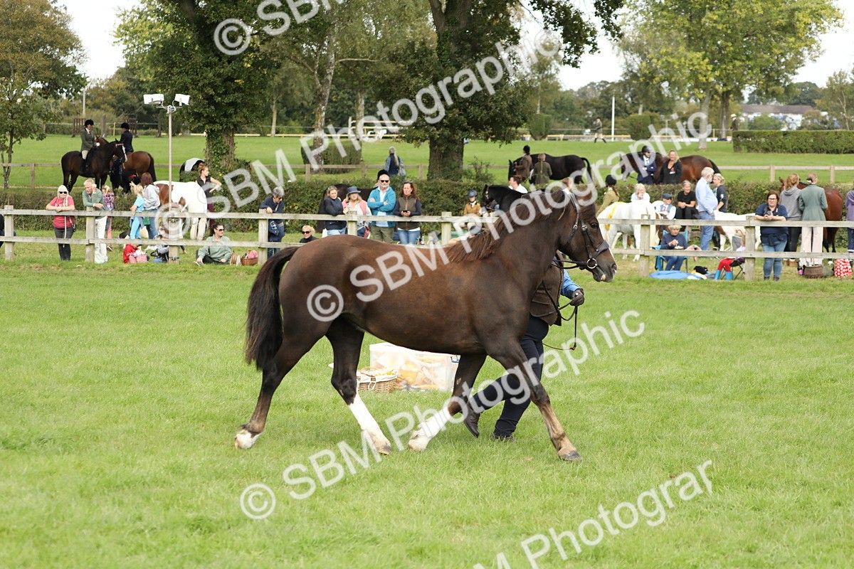 SBM_65478 - S47 - Mountain & Moorland In Hand Large Breeds