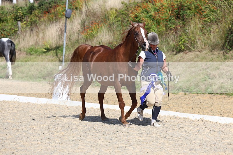 3E7A9981 - In Hand Championship