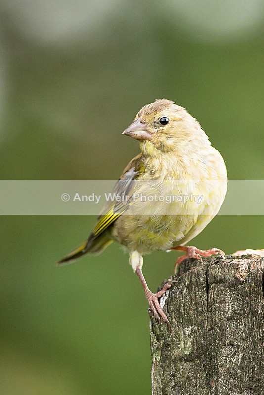 20130825-3K8A5650 - Greenfinch