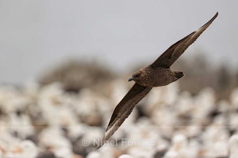 Brown Skua overflies Black-browed Albatross colony, Steeple Jason - Falkland (Brown) Skua