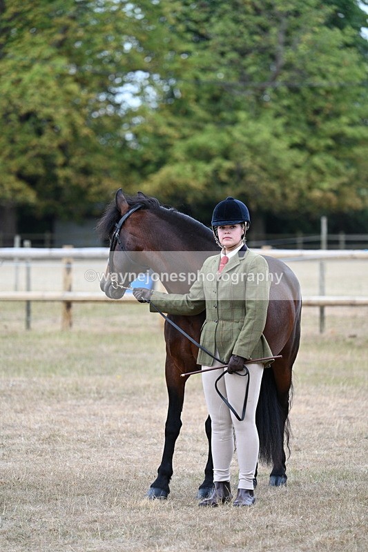WJ7_9500 - Class 5 Most Handsome Gelding (up to 14.2hh)