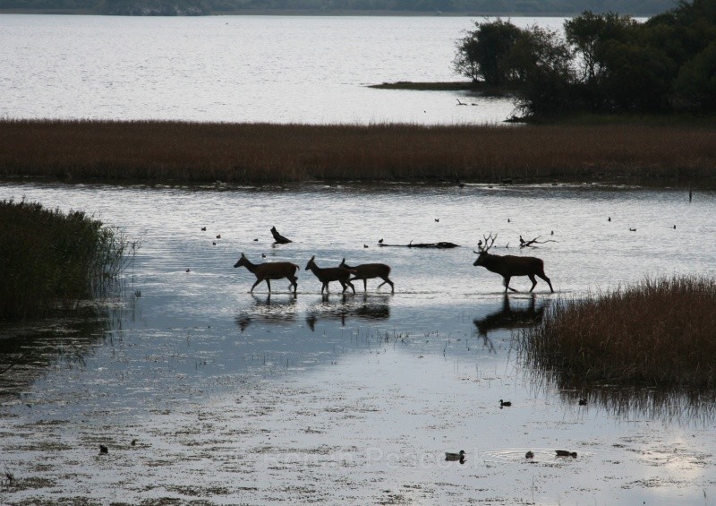 Deer - Nature
