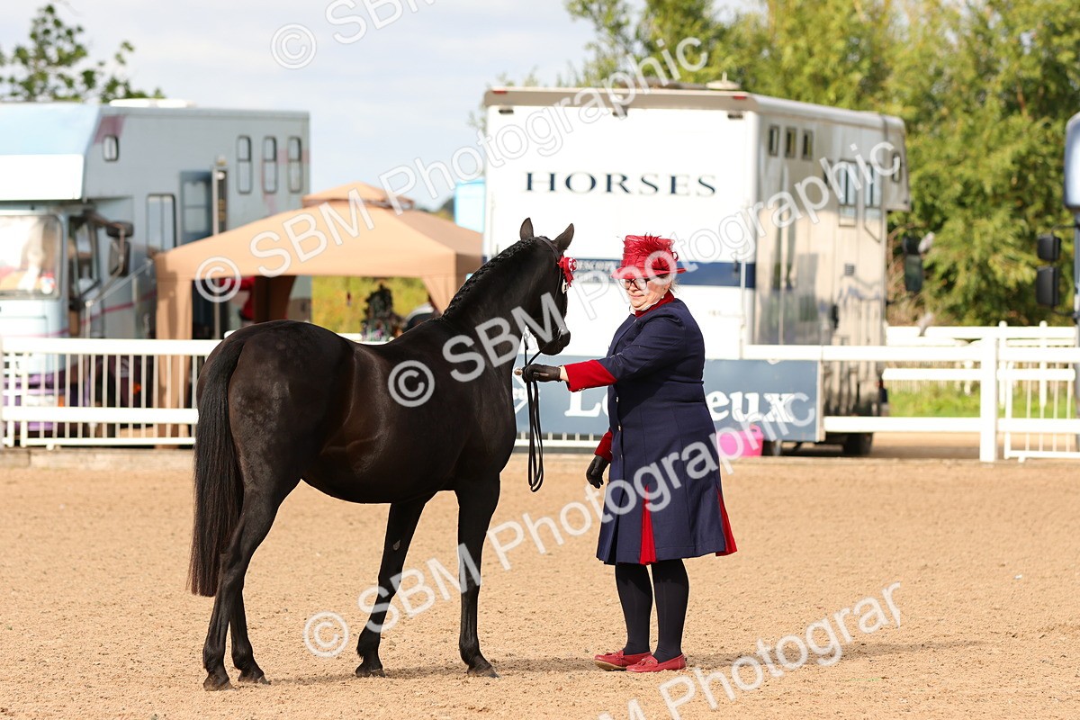 SBM_10189 - Class 205 - IH Show Pony - Show Hunter Pony