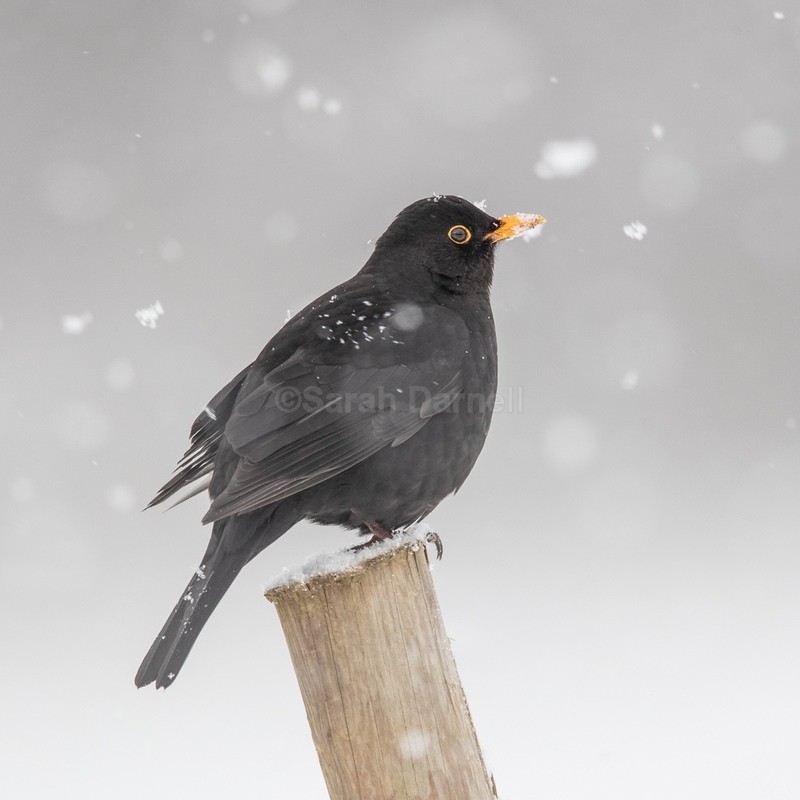 Winter Blackbird  SD2580 - Greeting Cards