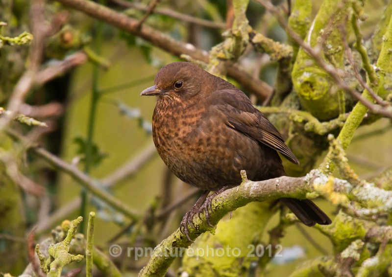 Blackbird (female) - Turdus merula RPNP0134 - Birds