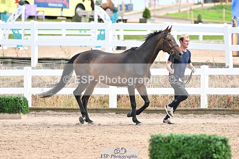 240717A-164512-03515 - Trot Up 4pm to 5pm