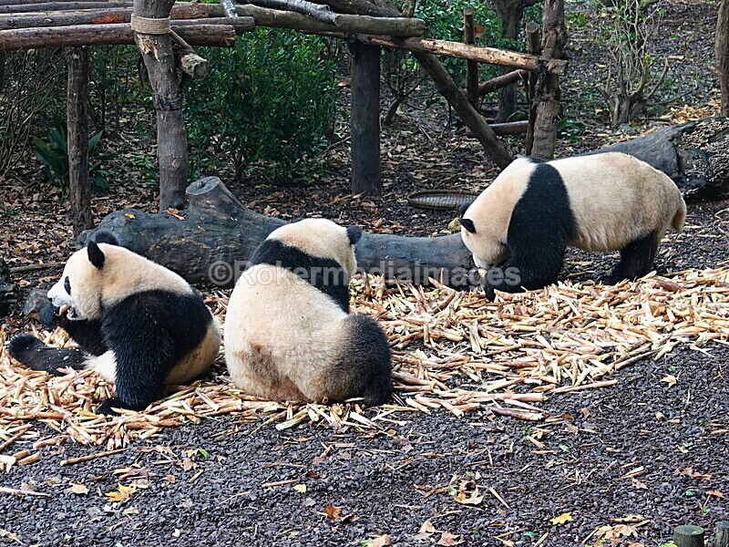 CHINA__0055 - China 2019