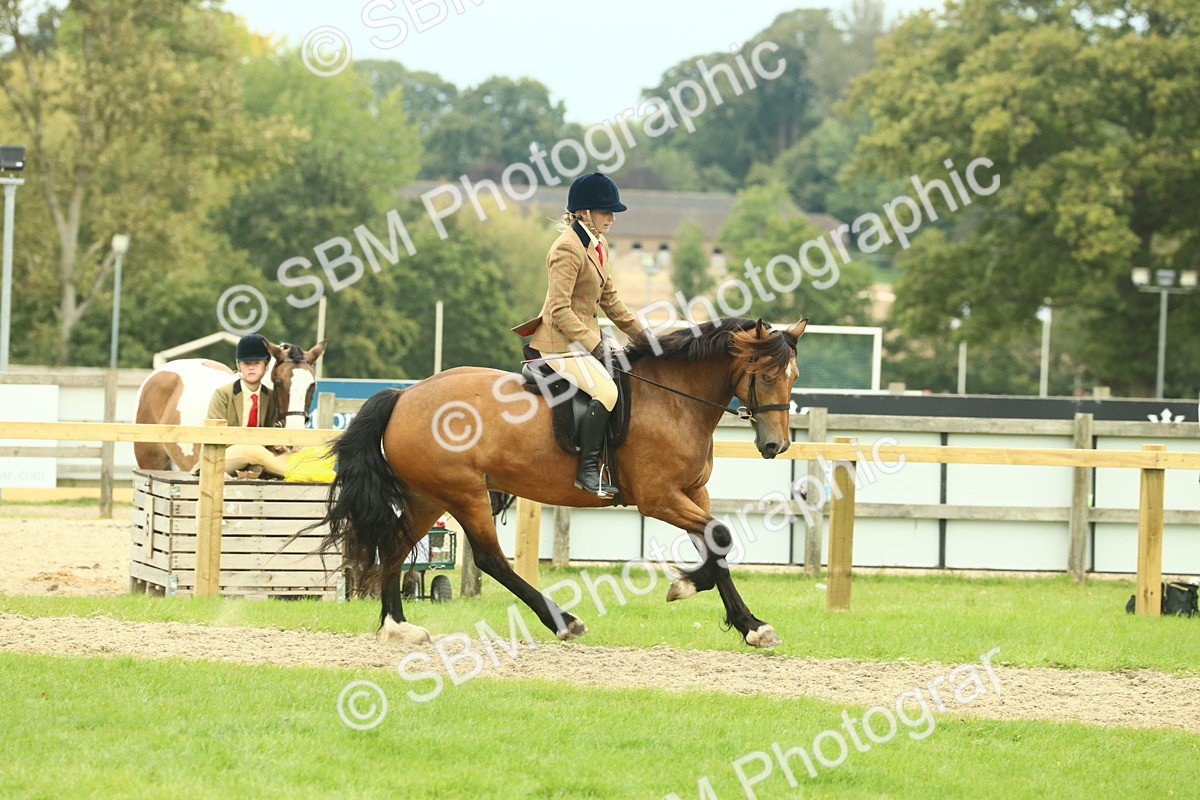 SBM_72139 - S60 - Mountain & Moorland Ridden Large Breeds
