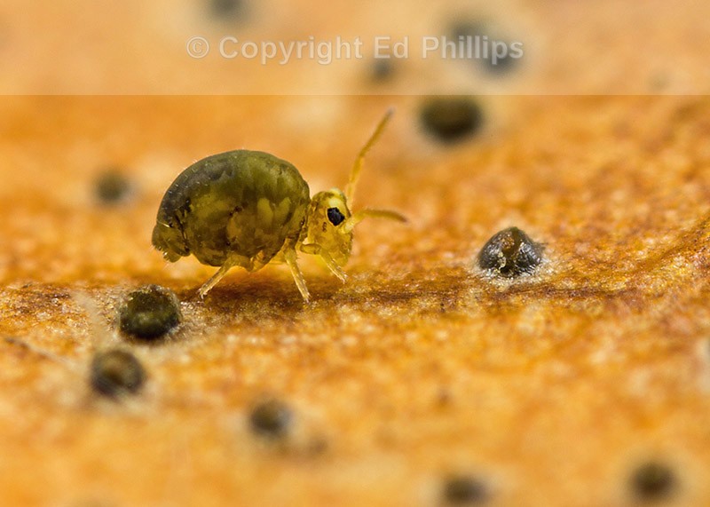 Sminthurinus igniceps