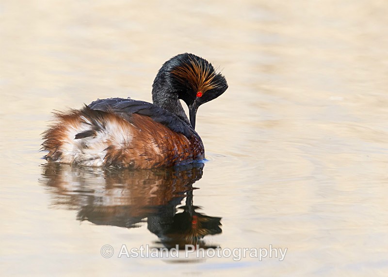 Astland Photography, Bird and Wildlife Images, Susan and Peter Wilson, U.K.