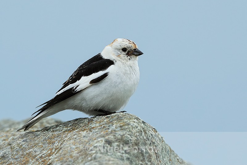 Snow Bunting, male (breeding), Jokulsarlon, Iceland - Snow Bunting