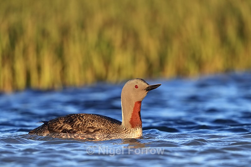 Red-throated Diver side view on water, Floi, Iceland - Red-throated Diver