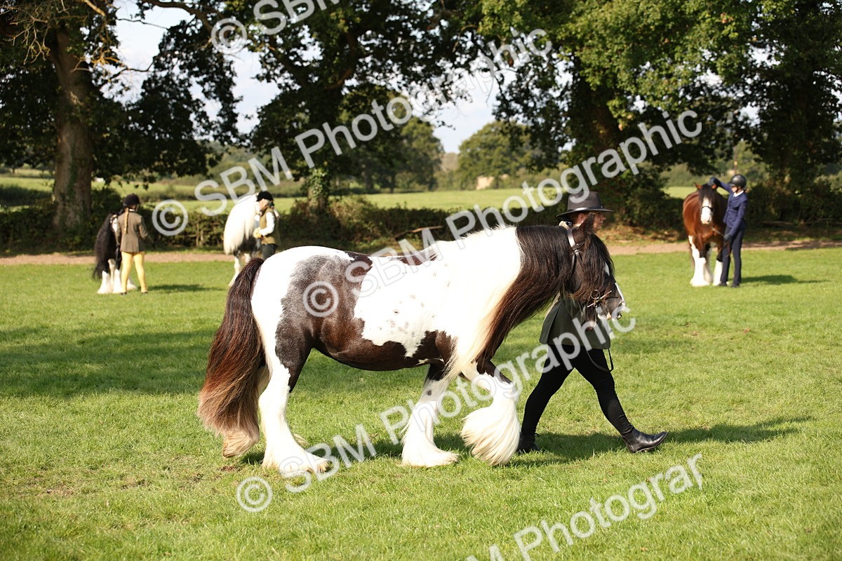 SBM_62230 - S55 - Traditional Cob In Hand