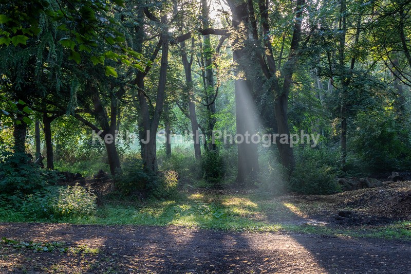 2KJS0287 - Trees in Abington Park
