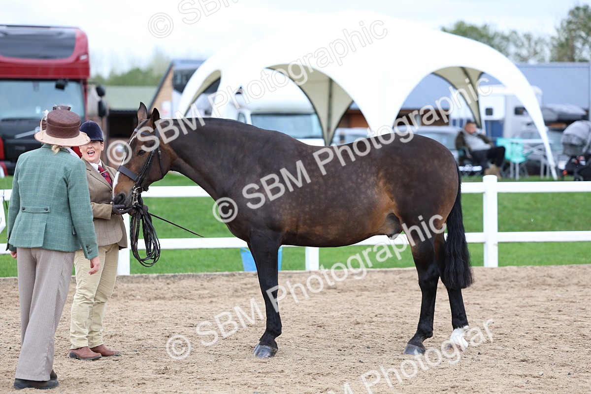 SBM_05731 - Class 28 - IH Veteran Horse