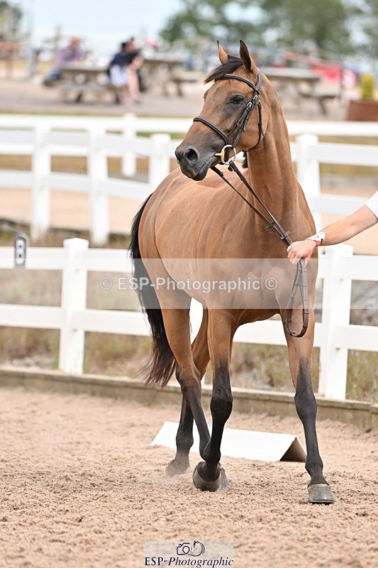 250716-161425-02511 - Trot Up 3.30 to 4.30