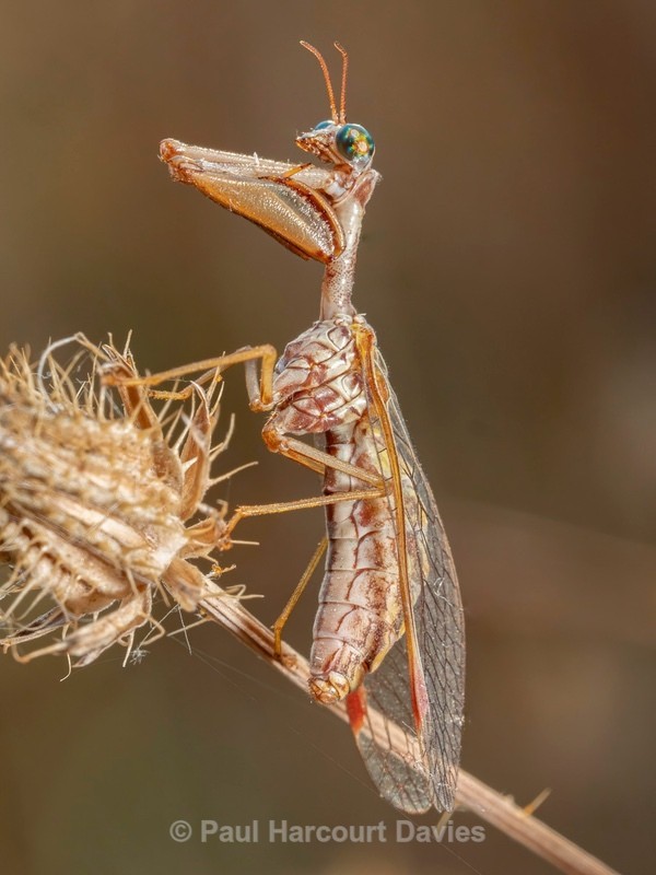 Mantidfly (Matispa styriaca) also known as Styrian praying lacewing - Ten Metres from Home 1. (2020)