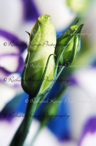 Lisianthus - Fine Art