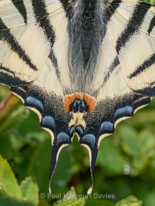 Scarce Swallowtail (Iphiclides podalirius) - Insects, Spiders and other Animals