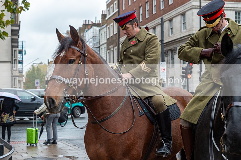 NGP_7084 - Animals In War Memorial - 10-11-23