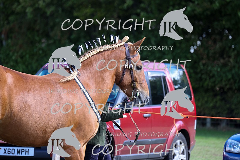 APP_3156 - Class 3 Youngstock